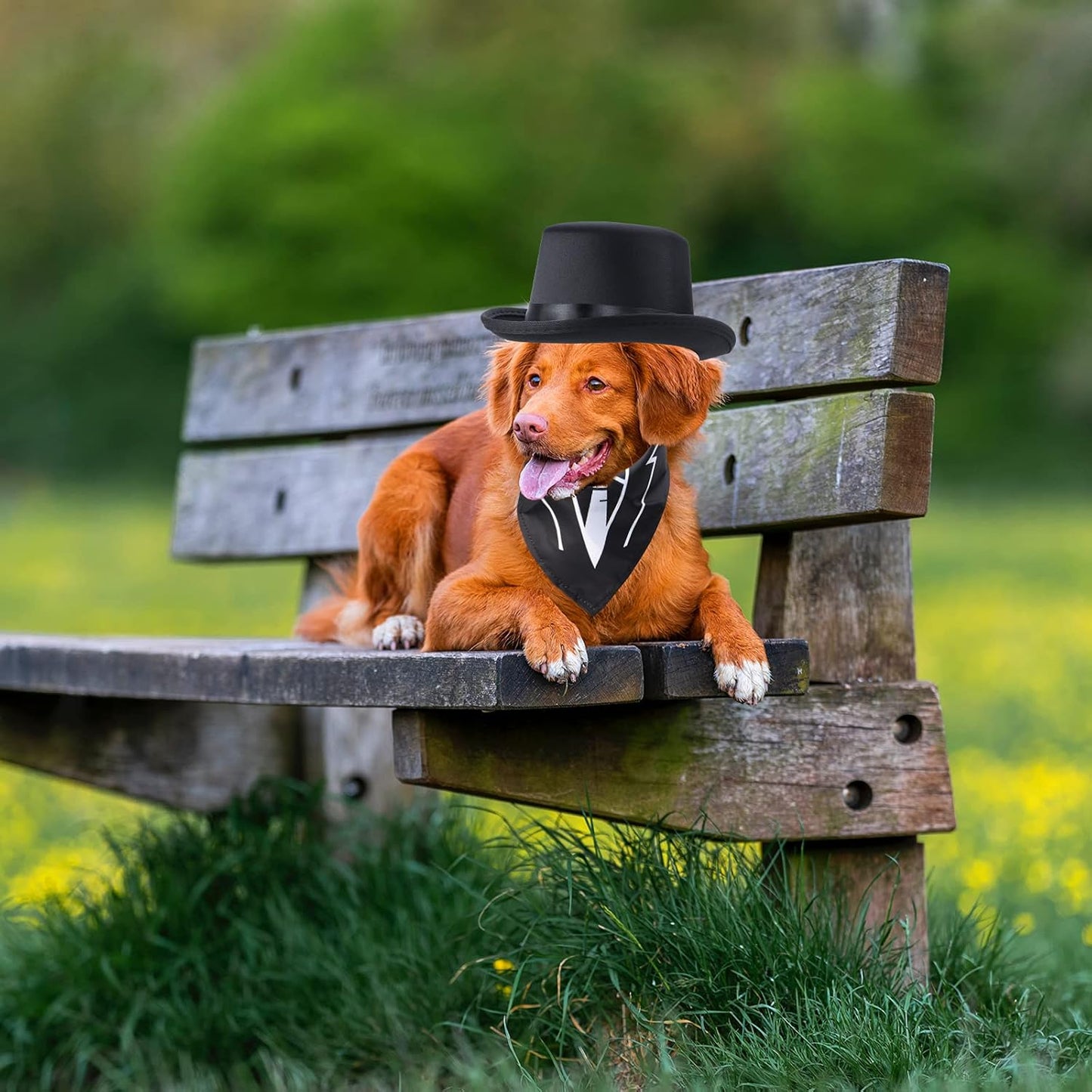 Stylish Pet Formal Accessories Set - Top Hat & Bandana Scarf for Dogs & Cats - Perfect for Weddings, Birthdays & Halloween (Set-B)