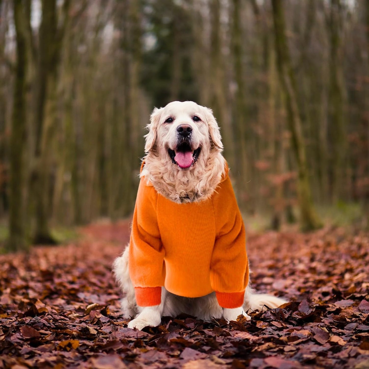 Cozy Winter Dog Hoodie with Pockets - Stylish Sweatshirt for Small Dogs & Cats, Perfect for Chihuahuas and Puppies